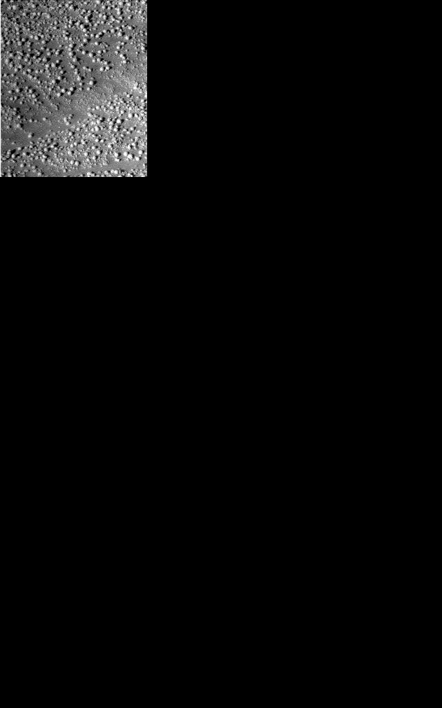 The Image