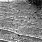 previous